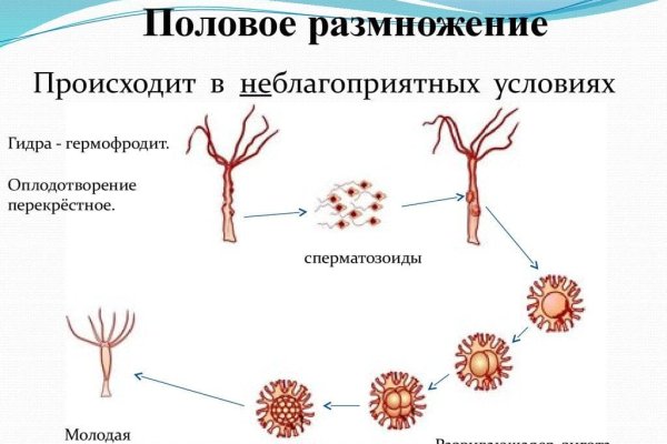 Через какой браузер можно зайти на кракен