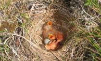 Гнездо из веток своими руками — изготовление декоративного птичьего жилища