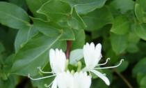 Жасмин кустарниковый (Jasminum fruticans)