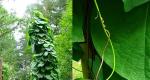 Кирказон. Выращивание и уход. Аристолохия или кирказон крупнолистный (Aristolochia) Выращивание и уход